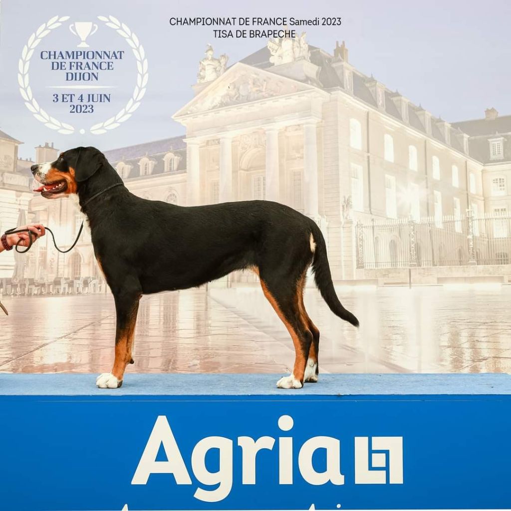 Tisà De Brapêche - 1 er excellent, meilleur jeune