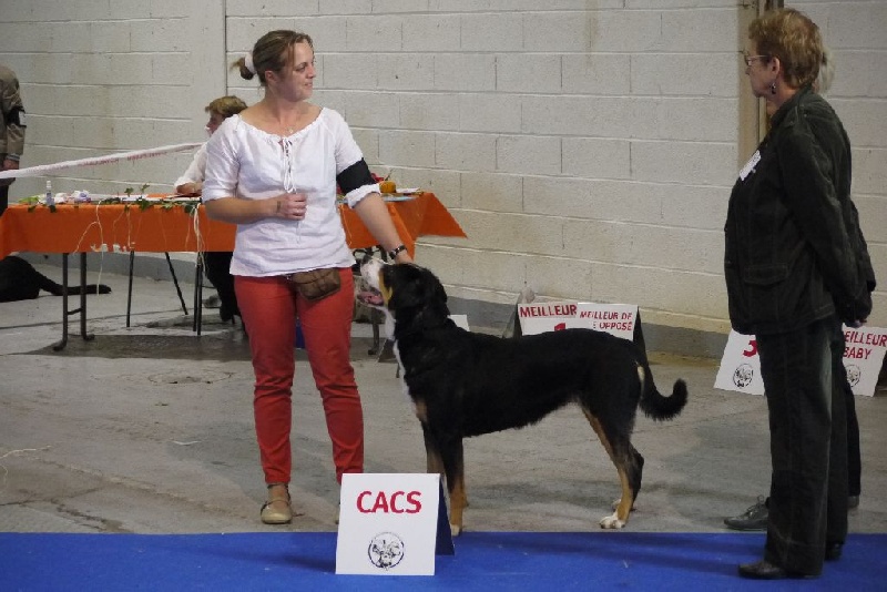 CH. road to helvetia Flores - 1er excellent CACS - RCACIB