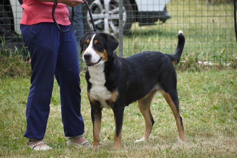 CH. road to helvetia Flores - 4ème, excellent