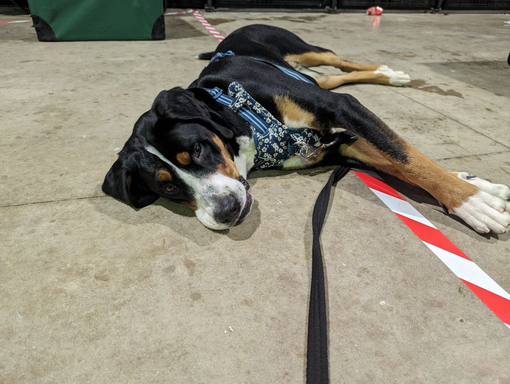 Tisà De Brapêche - 1 er excellent, meilleur de sexe opposé, meilleur jeune