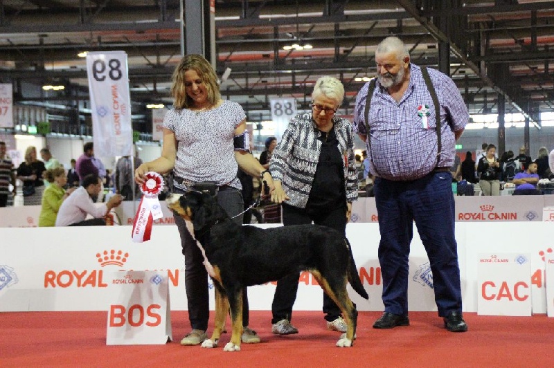 CH. Joly-coeur De Brapêche - 1er excellent meilleur jeune femelle, meilleure femelle
