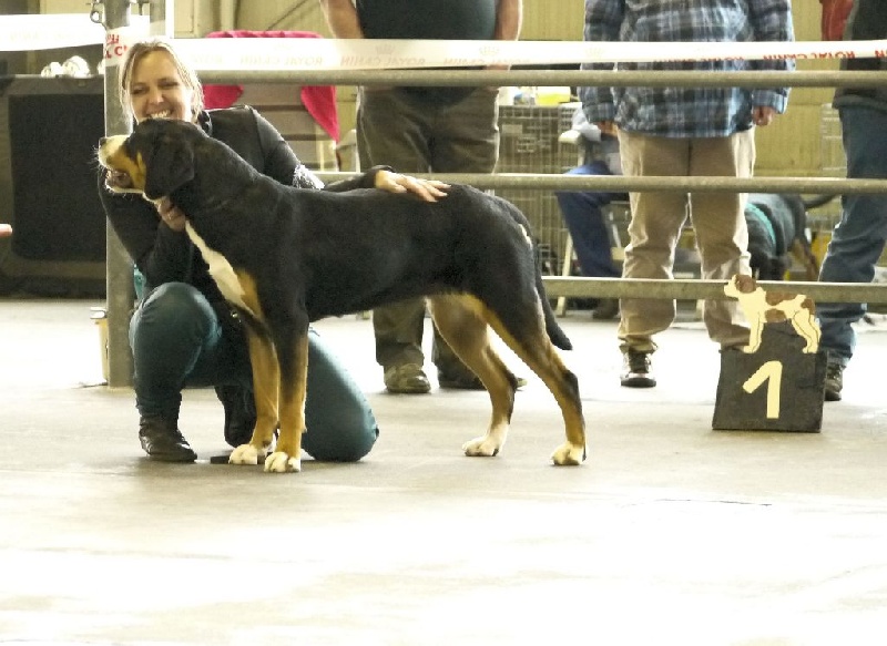 CH. Joly-coeur De Brapêche - Ecx 1 , champion jeune, meuilleur jeune du Best in show