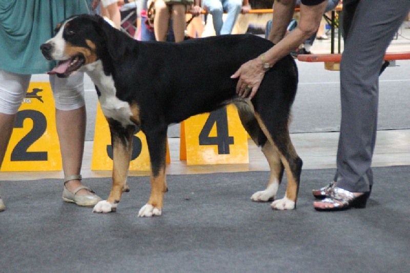CH. Joly-coeur De Brapêche - 1er excellent classe intermédiaire, CACL, RCACIB