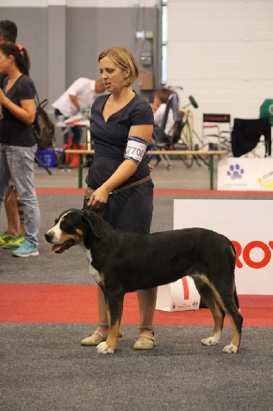 CH. Joly-coeur De Brapêche - 2ème excellent classe ouverte femelle