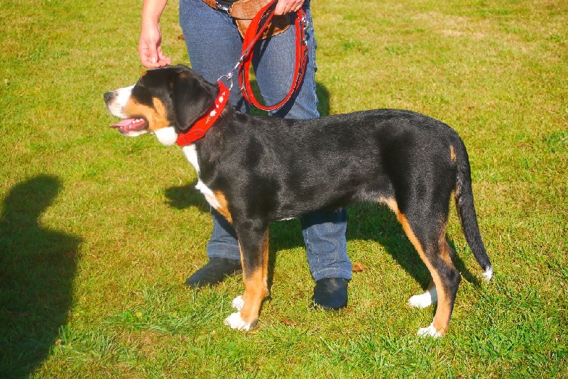 CH. Joly-coeur De Brapêche - 1er - très prometteur