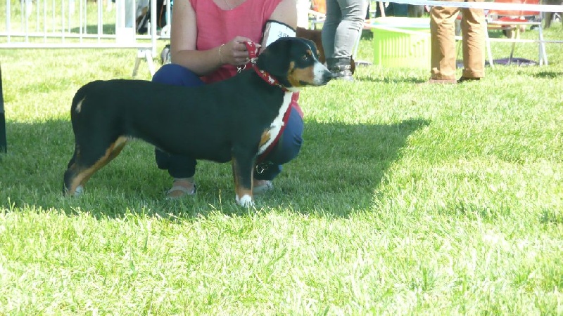 CH. Bahia From balihara ranch - 1ère, excellent classe jeune femelle, meilleur jeune