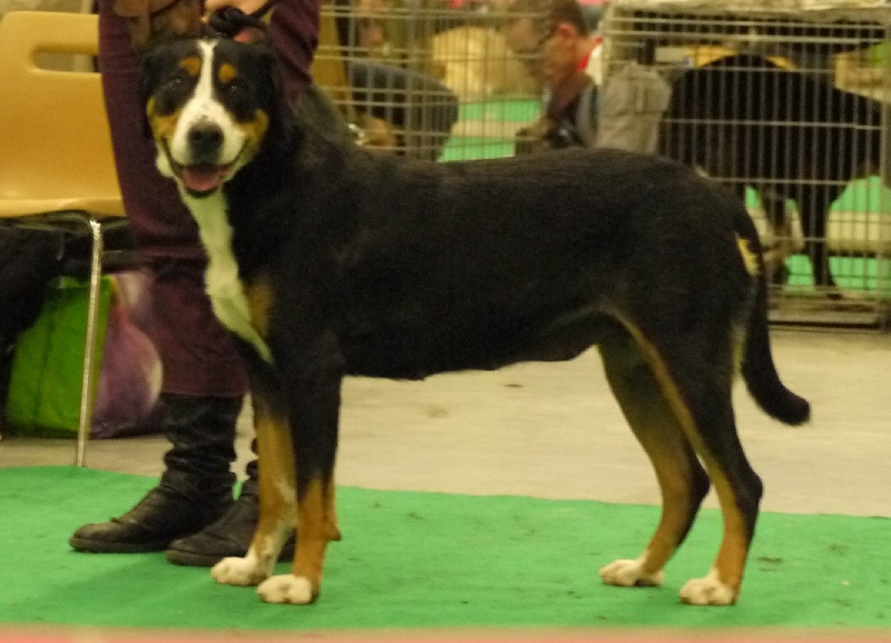 CH. road to helvetia Flores - 2ème très bon