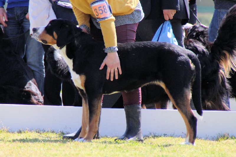 CH. Joly-coeur De Brapêche - 2ème excellent classe ouverte RCACS