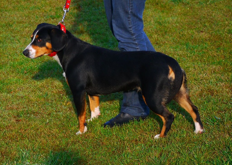 CH. Bahia From balihara ranch - 1er excellent, meilleur de race