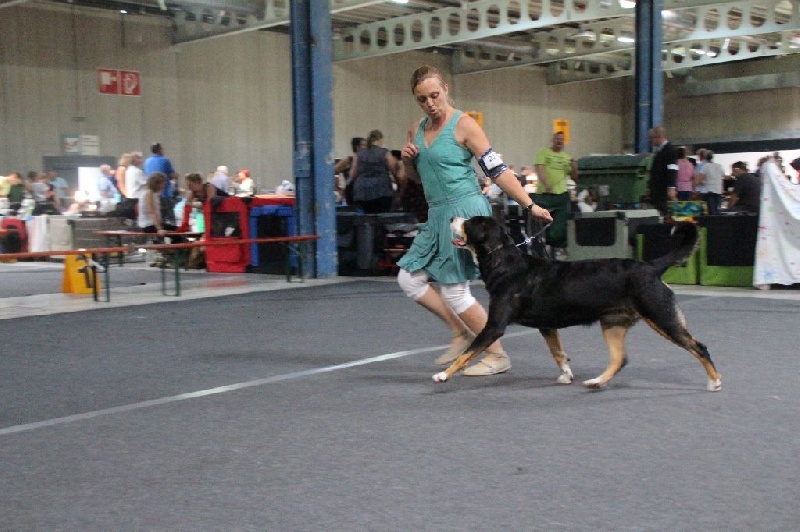 CH. road to helvetia Flores - 1 ère excellent en classe ouverte, CACL,