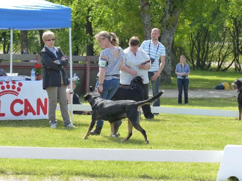 CH. road to helvetia Flores - 4ème excellent