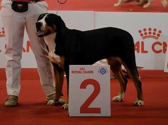 CH. Joly-coeur De Brapêche - 2ème excellent classe jeune femelle