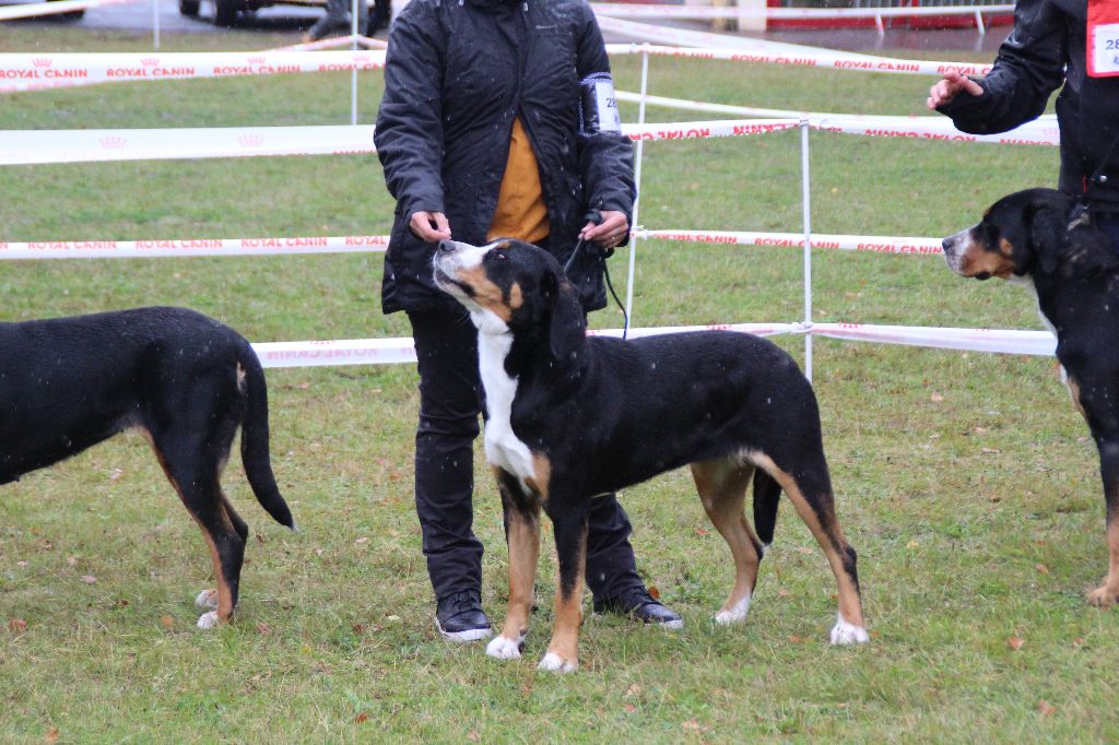 CH. Joly-coeur De Brapêche - qualificatif excellent, non classée