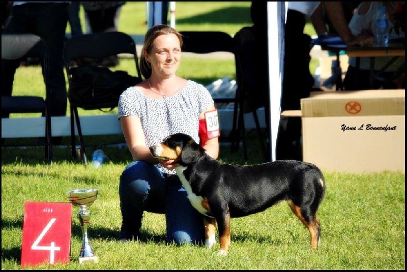 CH. Bahia From balihara ranch - CACS, meilleur de race