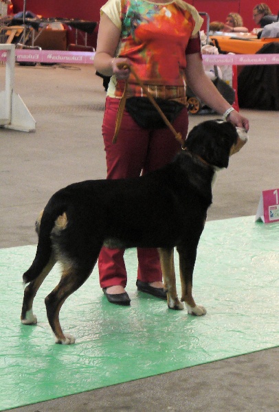 CH. road to helvetia Flores - 1er exc classe intermédiaire,