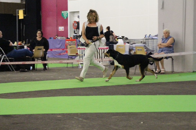 CH. Joly-coeur De Brapêche - 1er très bon