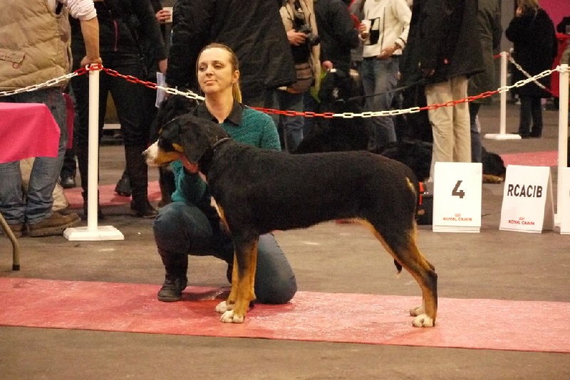 CH. Joly-coeur De Brapêche - 1er excellent meilleur jeune,