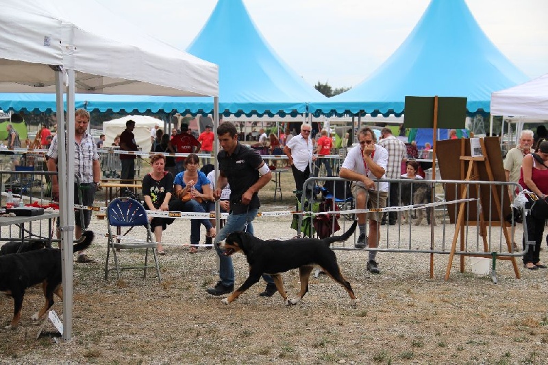CH. Joly-coeur De Brapêche - 1er excellent classe intermédiaire, CACS BOS