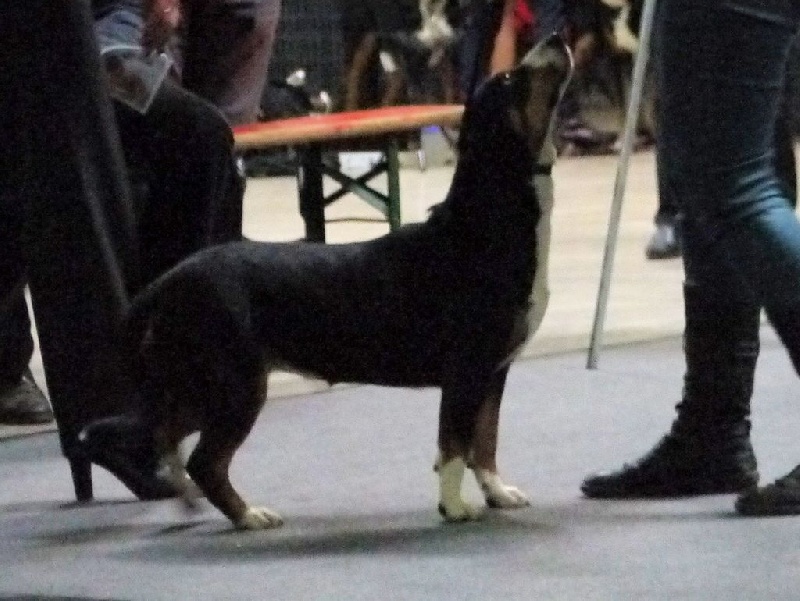 CH. Bahia From balihara ranch - CACL, Championne de Luxembourg