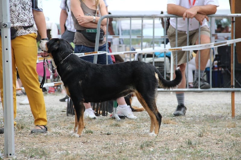 CH. road to helvetia Flores - 1 ère excellent en classe ouverte, RCACS