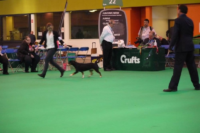 CH. Bahia From balihara ranch - second in class