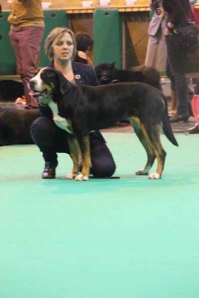 CH. Joly-coeur De Brapêche - 2ème en classe limit bitch et 3 ème en open bitch