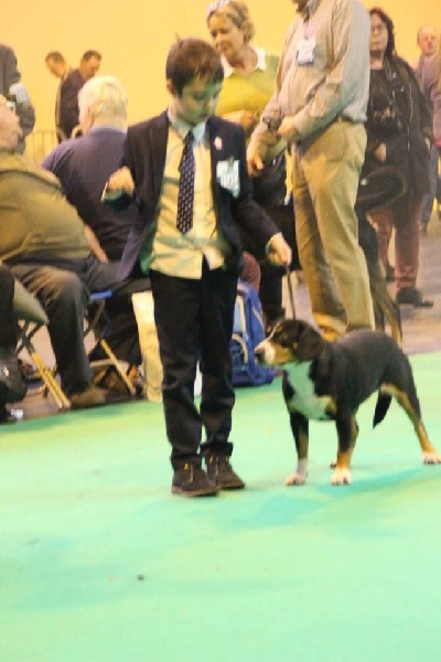 CH. Bahia From balihara ranch - 5ème en open bitch