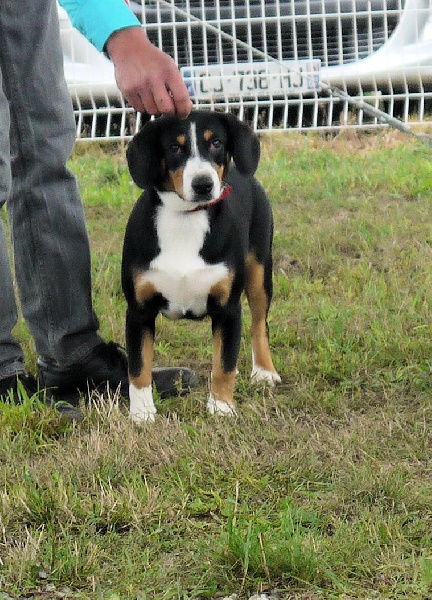 CH. Bahia From balihara ranch - Meilleur Puppy - 1er très prometteur