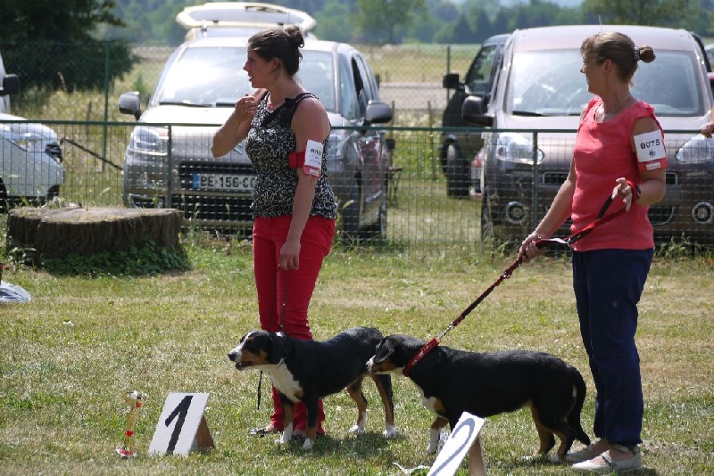 CH. Bahia From balihara ranch - 2ème excellent en classe intermédiaire, confirmation