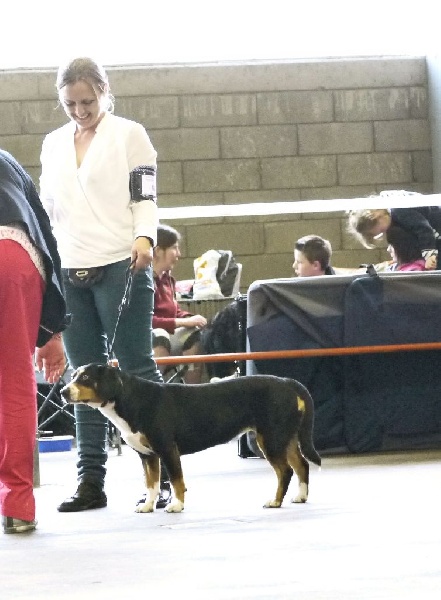 CH. Bahia From balihara ranch - CACL