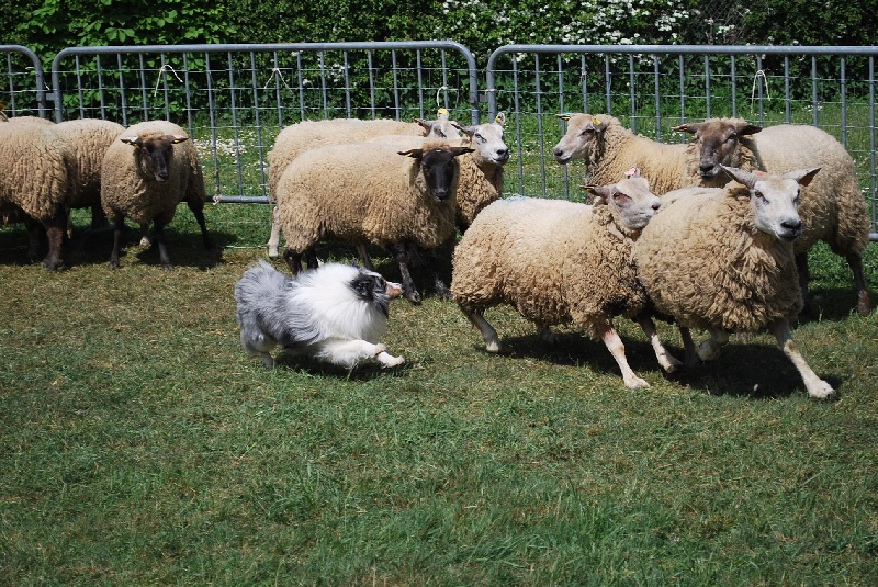 Publication : Of Queen Mum Auteur : Lupo Virginie