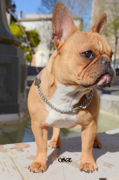 Publication : Du Domaine Des Zami De Lea