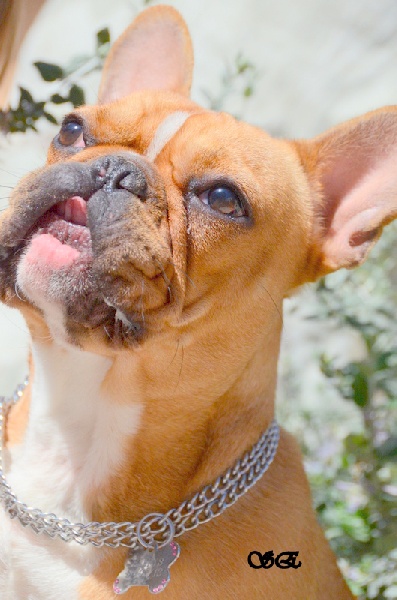 Publication : Du Domaine Des Zami De Lea