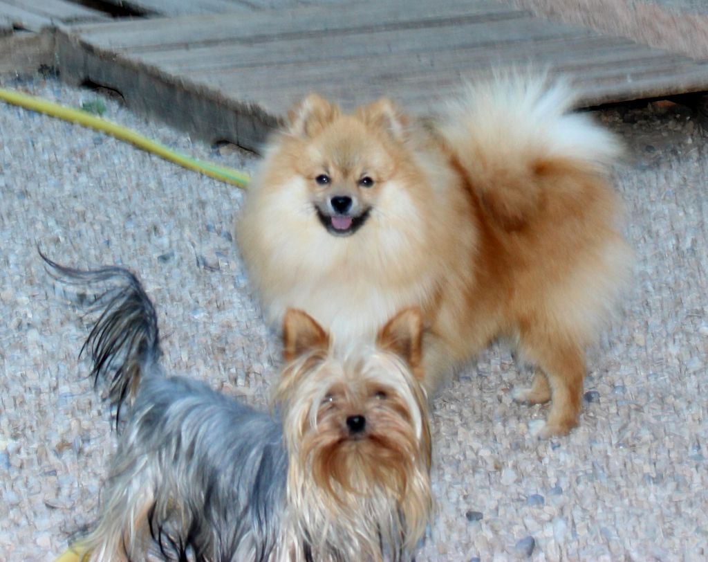 Publication : De La Colle Des Guis