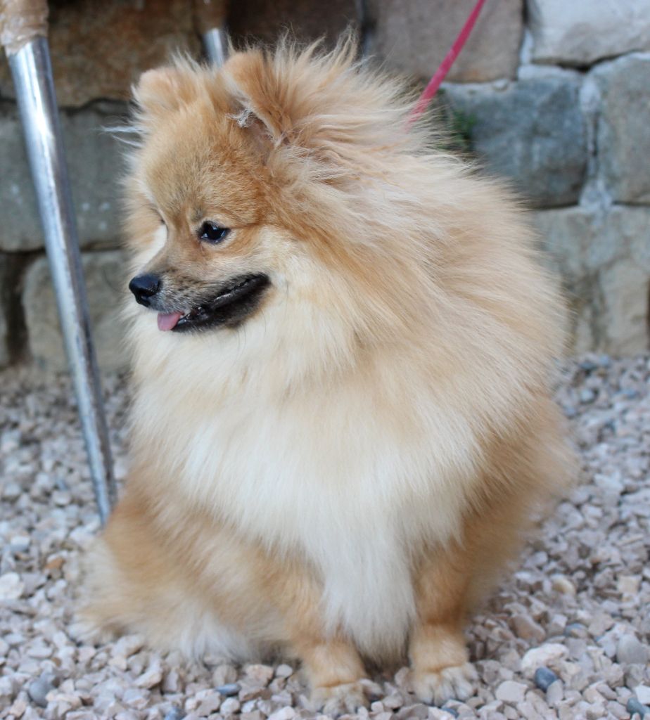 Publication : De La Colle Des Guis