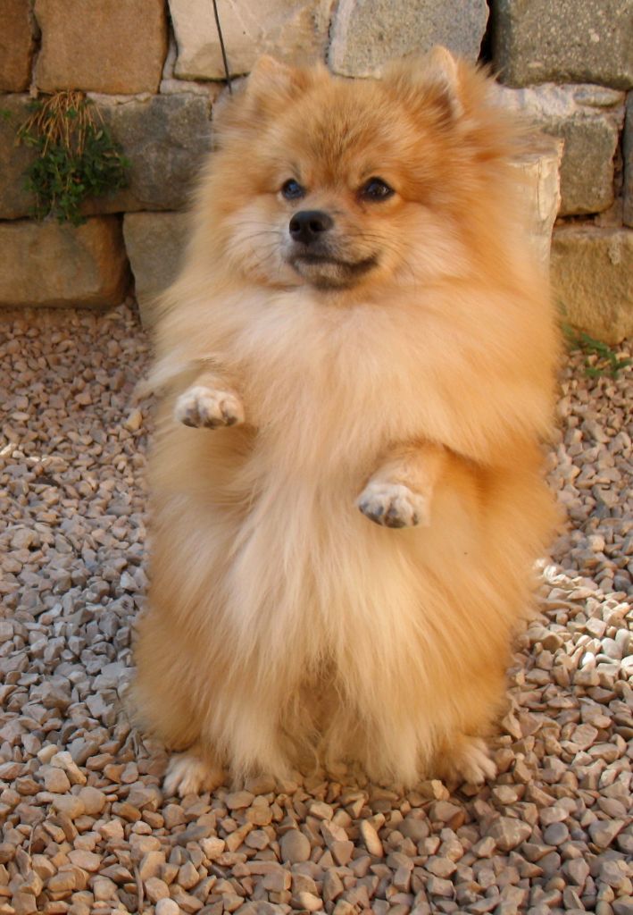 Publication : De La Colle Des Guis