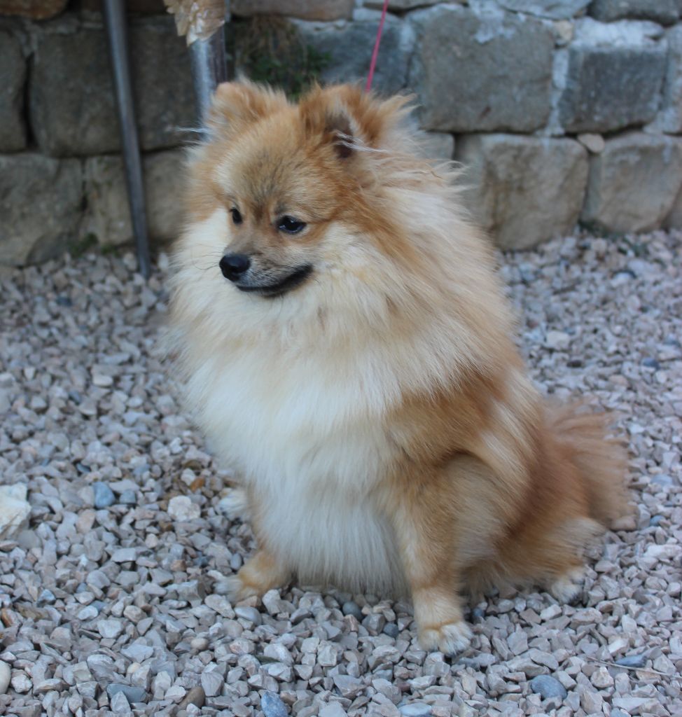 Publication : De La Colle Des Guis