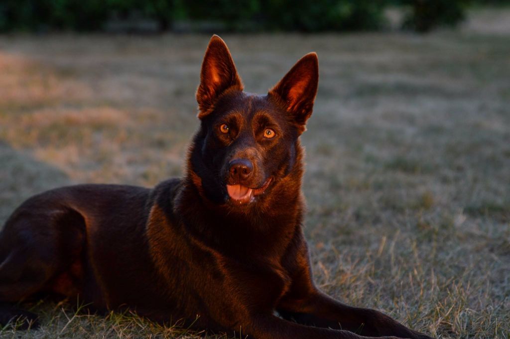 Publication : Spinefly