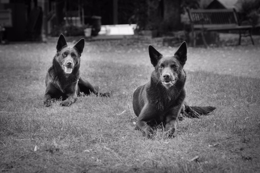 Publication : Spinefly