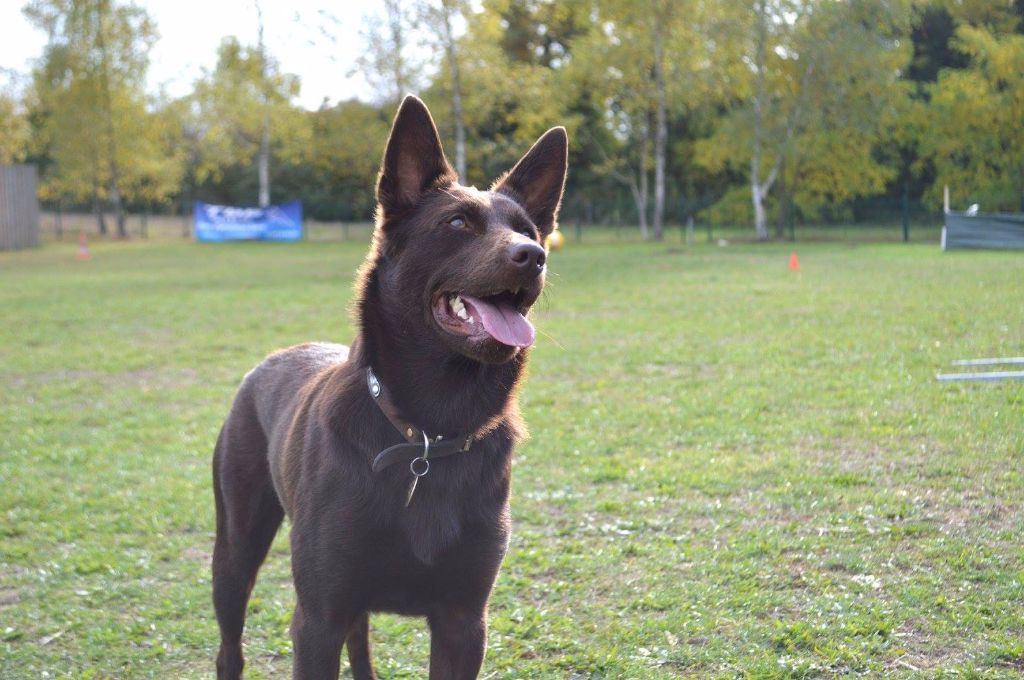 Publication : Spinefly