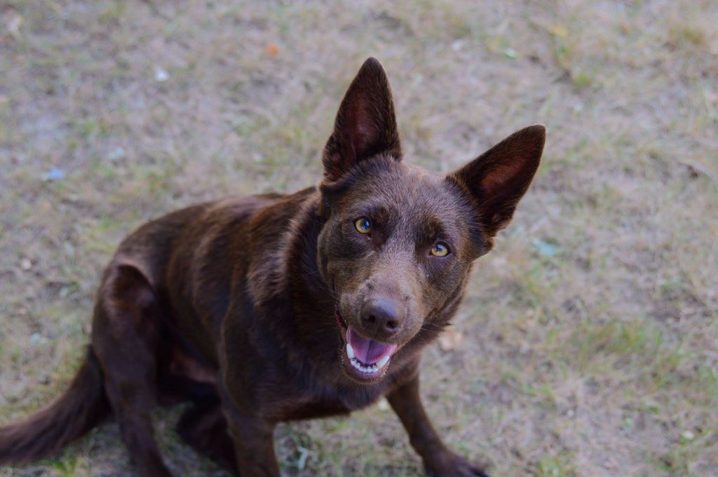 Publication : Spinefly