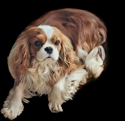 Des Amours De La Palatine