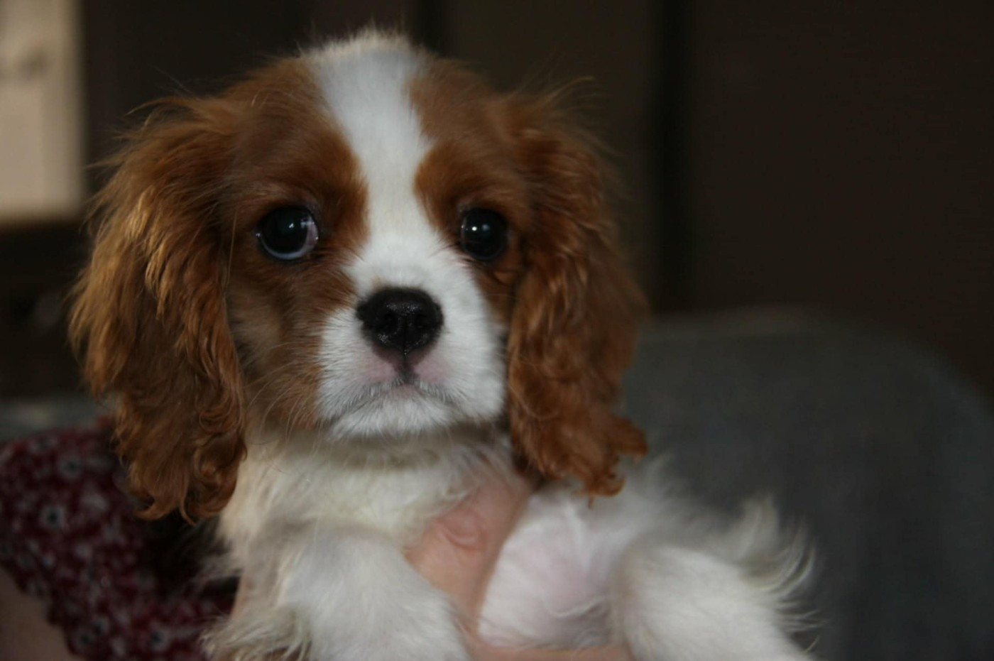 ARIA - Cavalier King Charles Spaniel