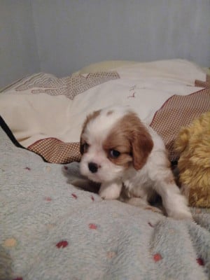 Les chiots de Cavalier King Charles Spaniel