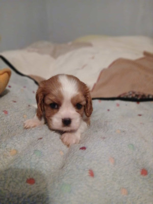 Les chiots de Cavalier King Charles Spaniel