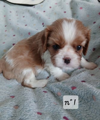 Les chiots de Cavalier King Charles Spaniel