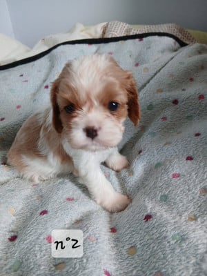 Les chiots de Cavalier King Charles Spaniel