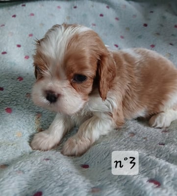 Les chiots de Cavalier King Charles Spaniel