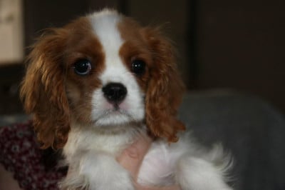 Les chiots de Cavalier King Charles Spaniel