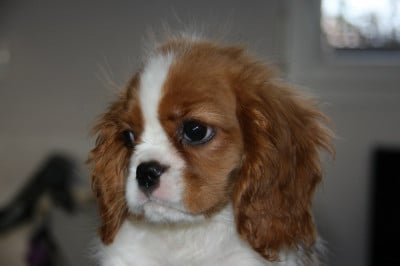 Les chiots de Cavalier King Charles Spaniel